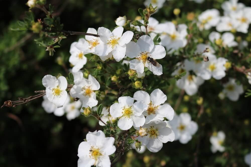Bloodroot Herb